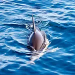 Villa Ruheoase Funchal, Meerblick, Familien, Pool, Bbq, Zentrum Funchal