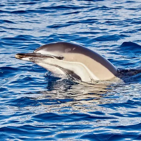 Simone Funchal (Madeira)